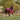 Glam Squad Turnout Rug