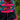 Pretty Polly Turnout Rug 1