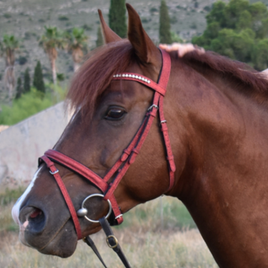 Sparkle Bridle & Brow Band Ruby