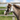 Sparkle Head Collar Oak Green