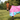 Pony Princess Stable Rug 2