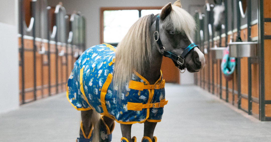 Ponyo horsewear deals