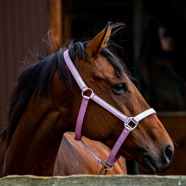 Sparkle Head Collar Blush